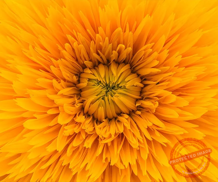 feng shui geobiologue reiki hikaso energetic center lyon